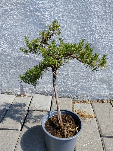 Bonsai rosmarin von privat - bonsai,