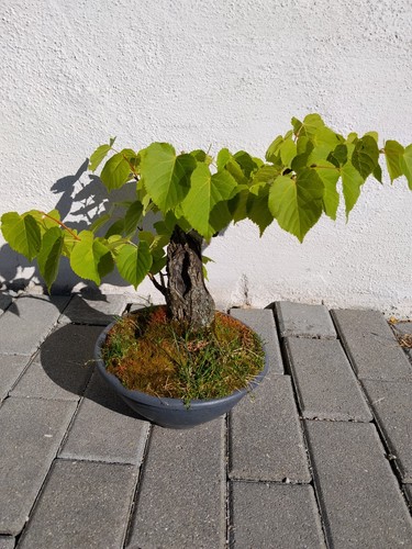 Yamadori bonsai linde über - bonsai,